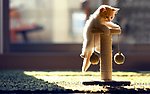 小猫