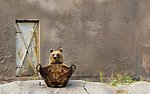 灰熊