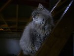 小猫咪