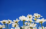 雏菊