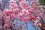 炮仗花