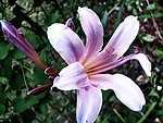 百合花