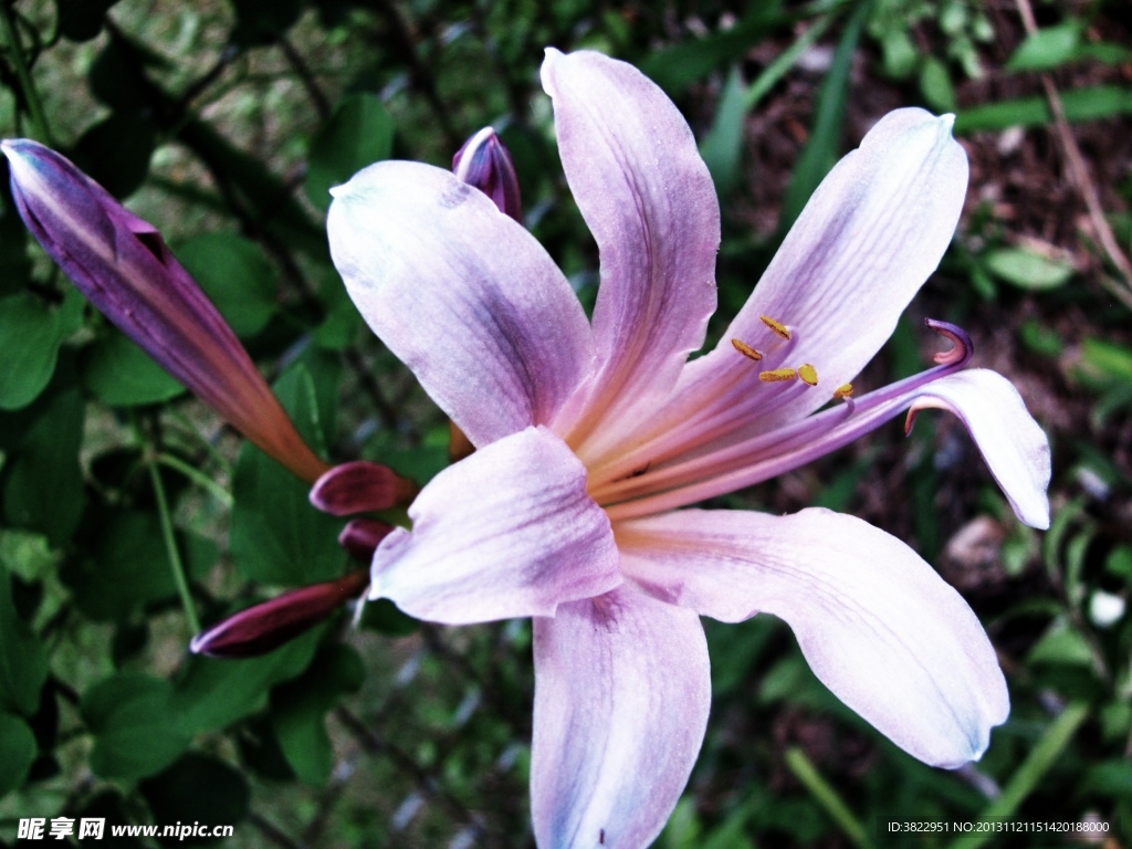 百合花