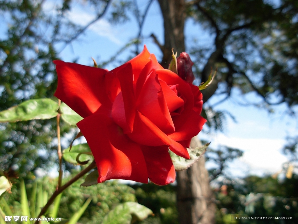 月季花