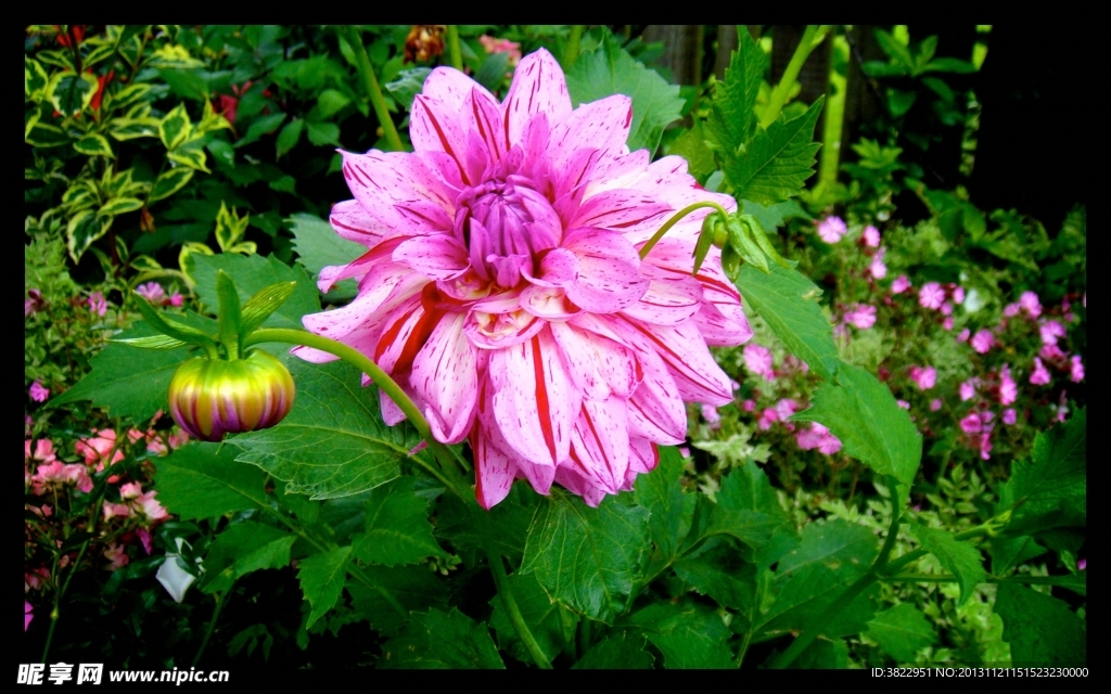 菊花