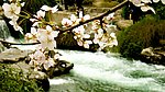 海棠花
