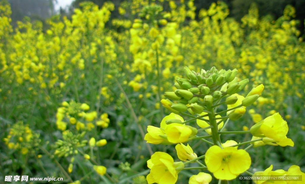 油菜花
