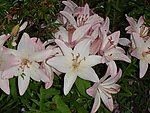 百合花