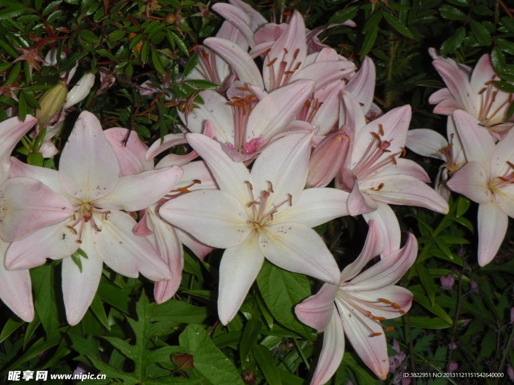 百合花