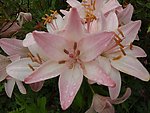 百合花