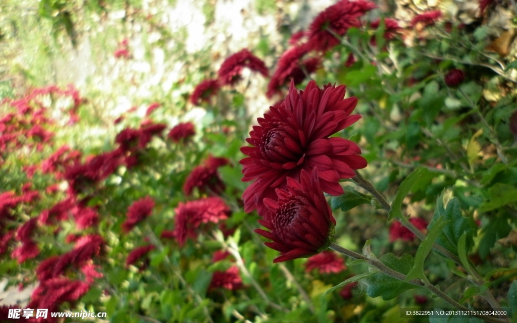 菊花