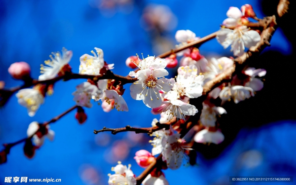 桃花