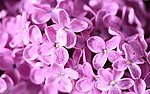八仙花