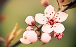 樱桃花