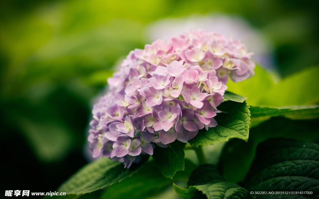 八仙花