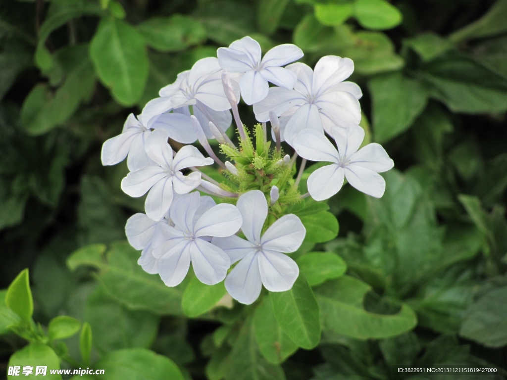 长春花
