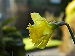 茶花