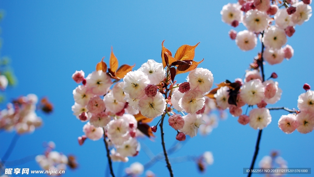 桃花