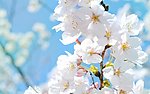 海棠花