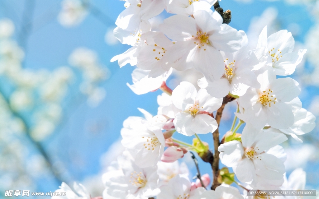 海棠花