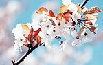 海棠花