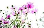 雏菊