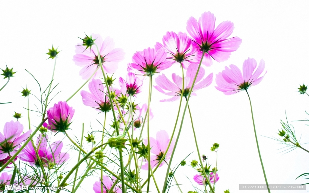 雏菊