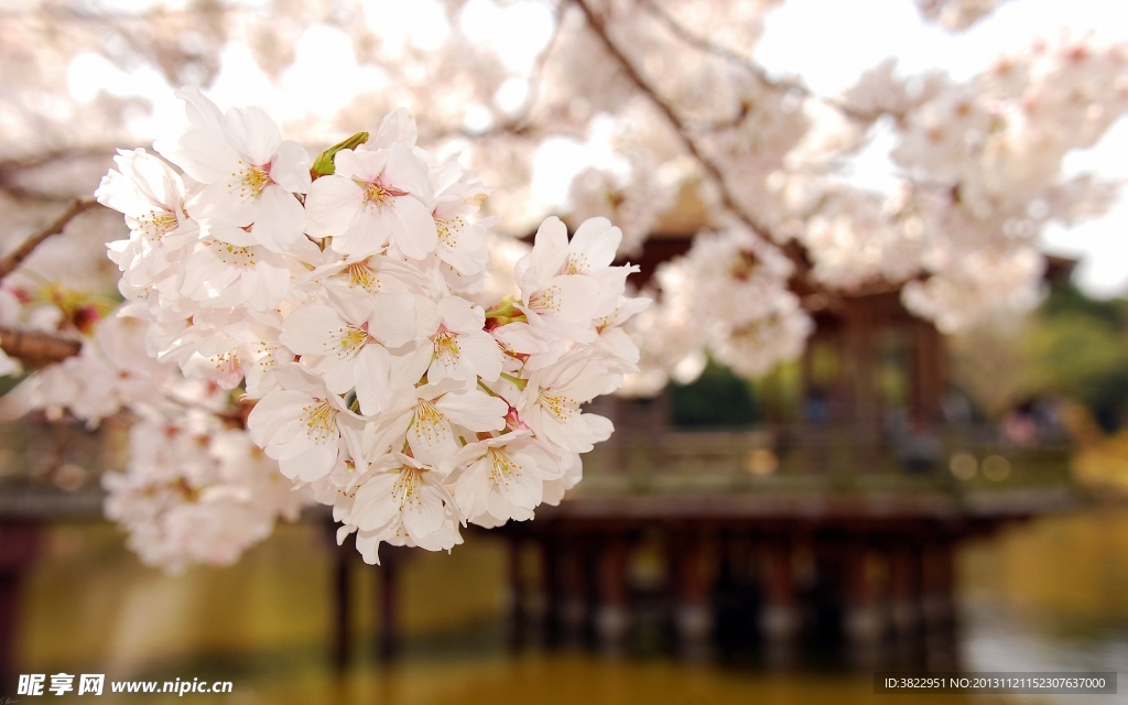 桃花