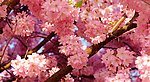 海棠花