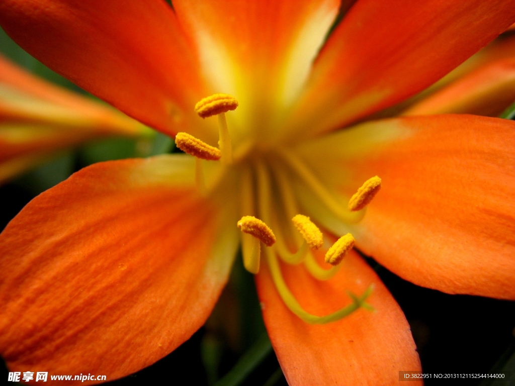 百合花