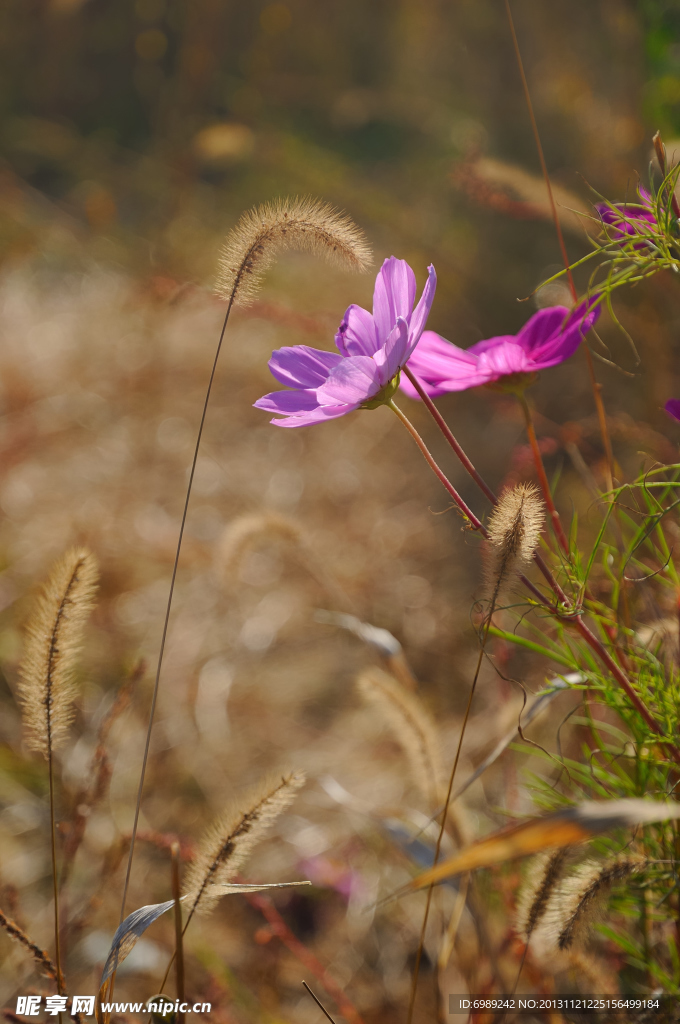 波斯菊 格桑花