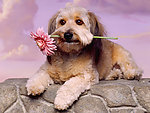 小狗
