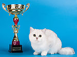 小猫