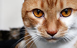 小猫