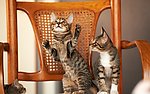 小猫
