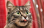 小猫