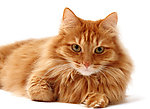 小猫
