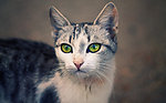 小猫