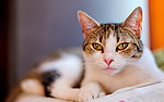 小猫