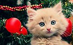 小猫