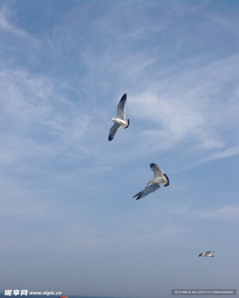 翱翔海鸥