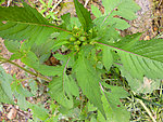 野茼蒿