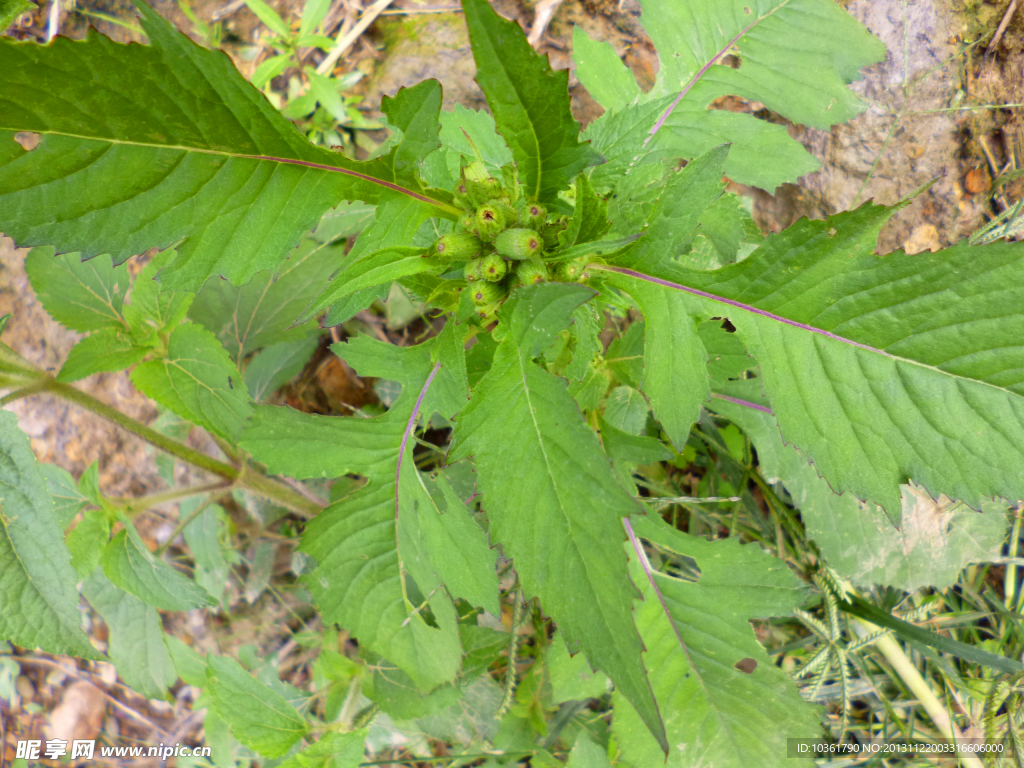 野茼蒿