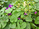 牵牛花