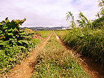 乡间小路