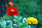 蜀葵花
