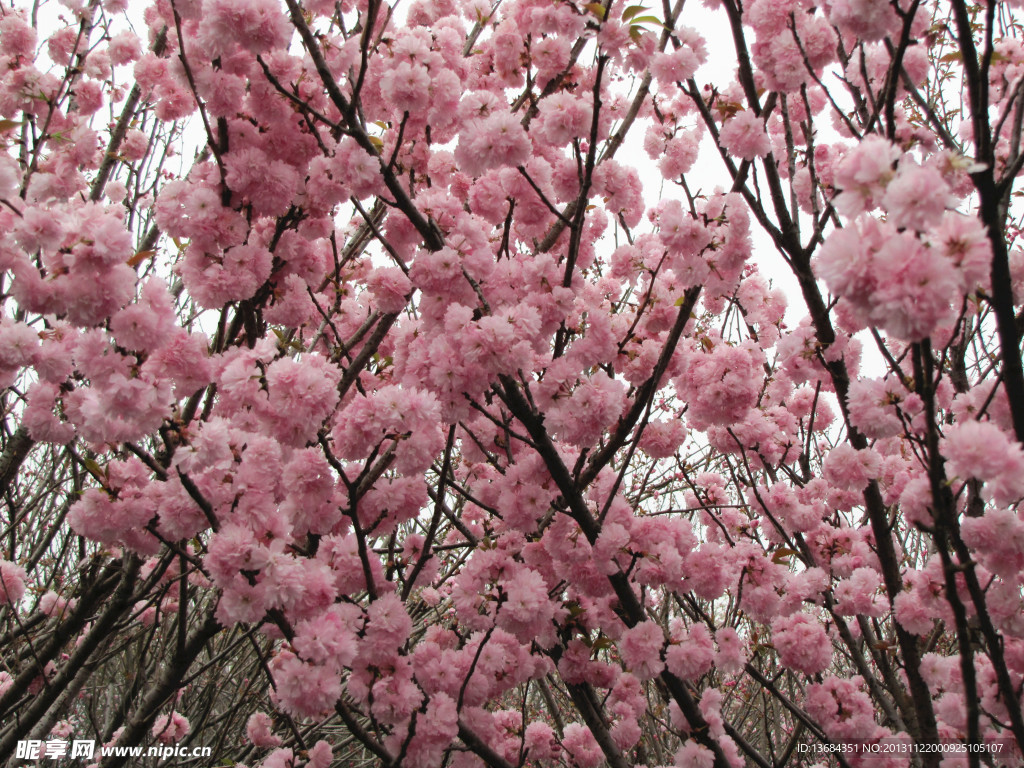 樱花