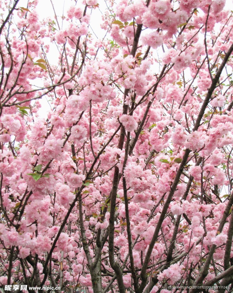 樱花