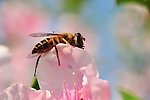 蜜蜂