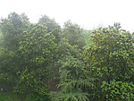 雨中树林